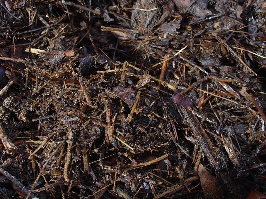 Compost Compost